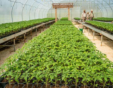 Tomato seedlings filling the settlement greenhouse